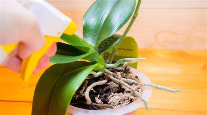 How do you fertilize cymbidium orchids