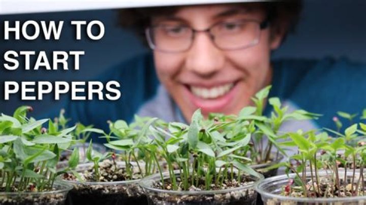 How do you germinate Sichuan pepper seeds