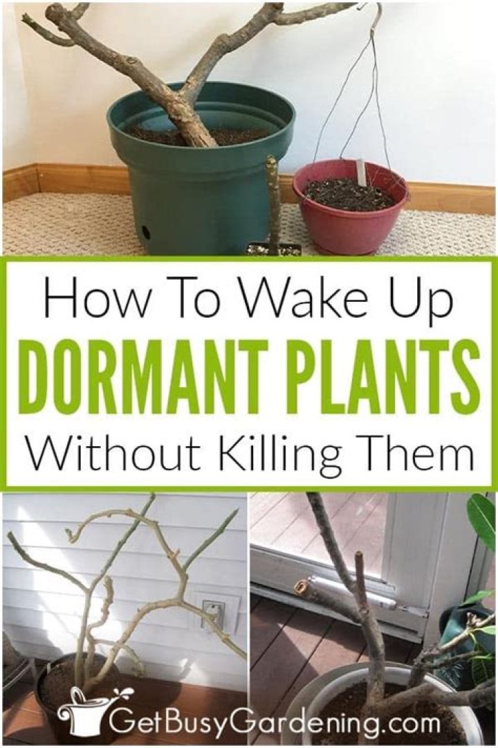 How do you get a plant out of dormancy