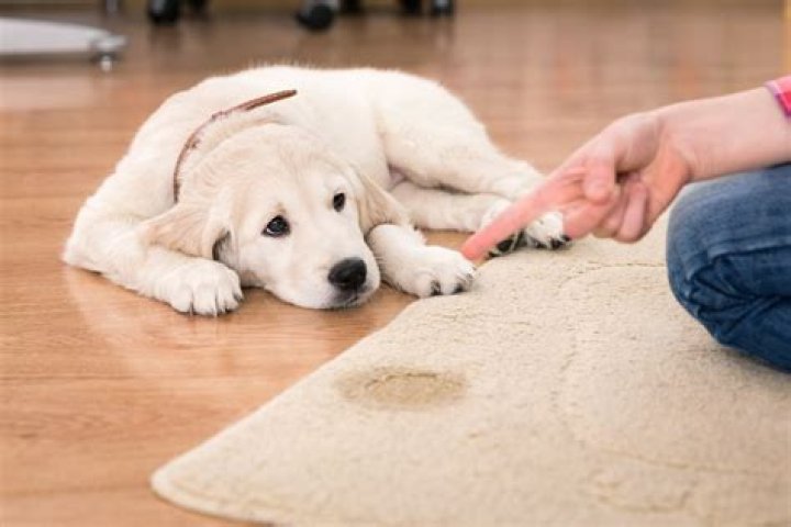 How do you get dog pee out of carpet