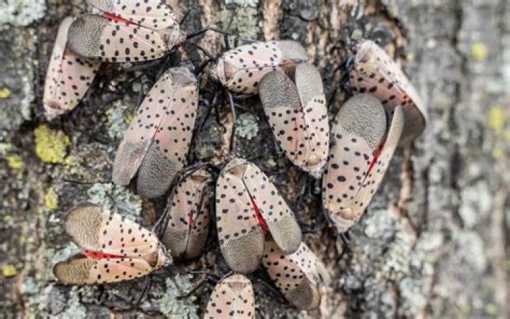 How do you get rid of a dogwood sawfly