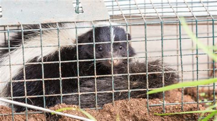 How do you get rid of a skunk in a live trap