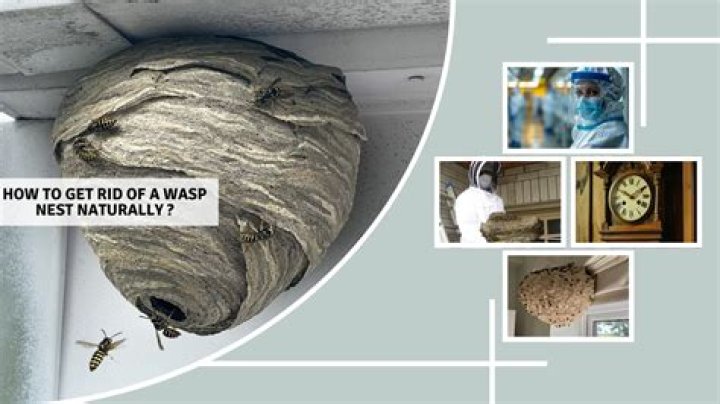 How do you get rid of a wasp nest in a birdhouse