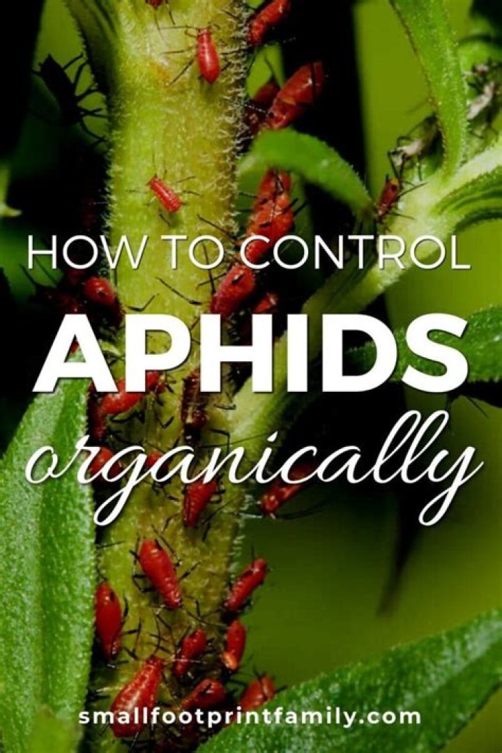 How do you get rid of aphids organically