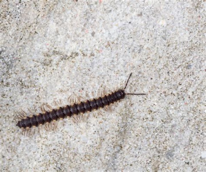 How do you get rid of black millipedes