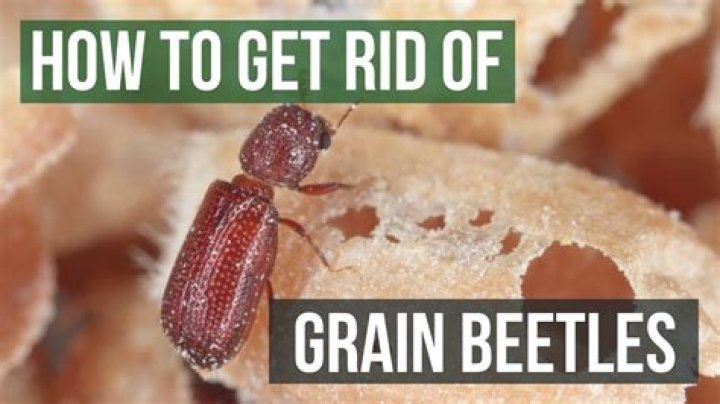 How do you get rid of grain beetles