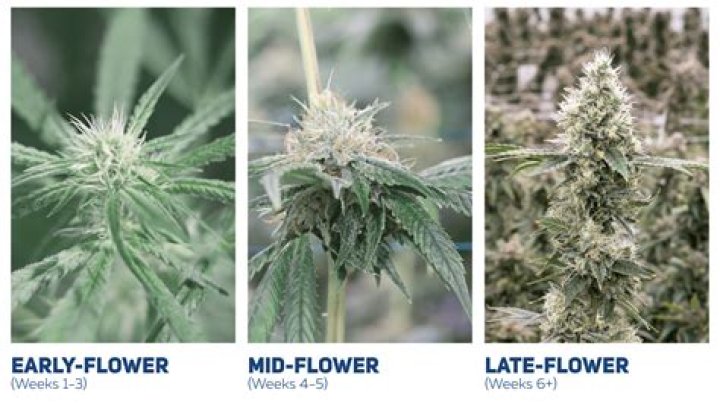 How do you get your buds to grow in flowering stage