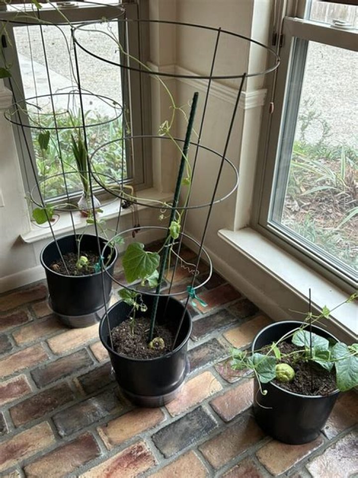 How do you grow a mirliton vine