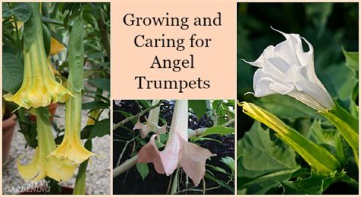 How do you grow angel trumpets from seed