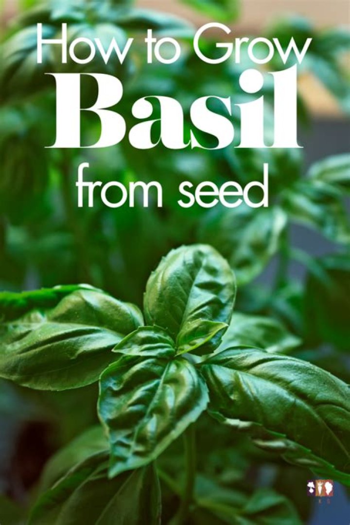 How do you grow basil from seed outside