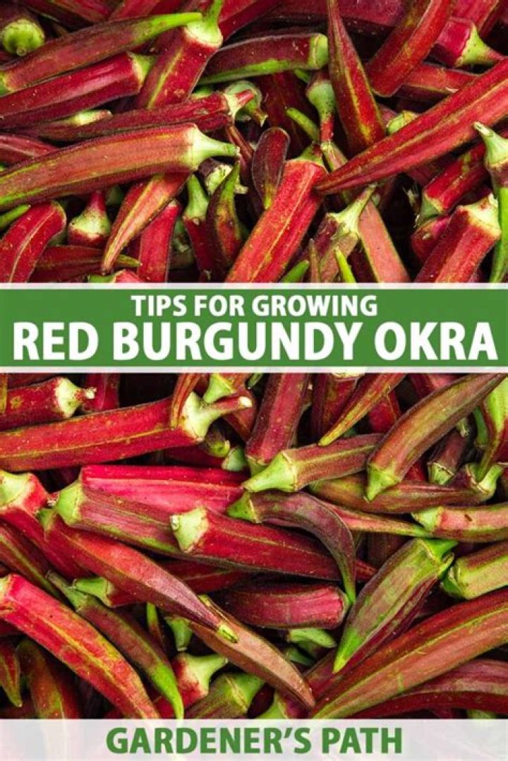 How do you grow burgundy okra
