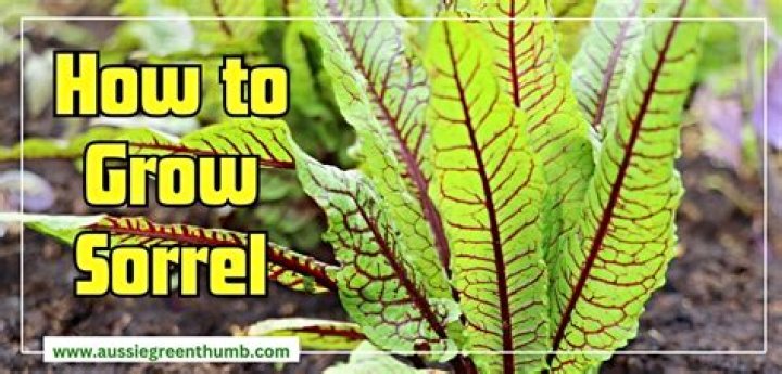 How do you grow French sorrel