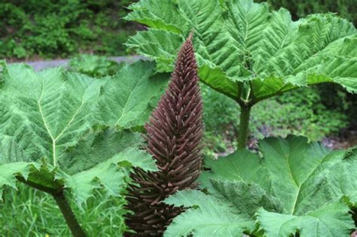 How do you grow giant gunnera