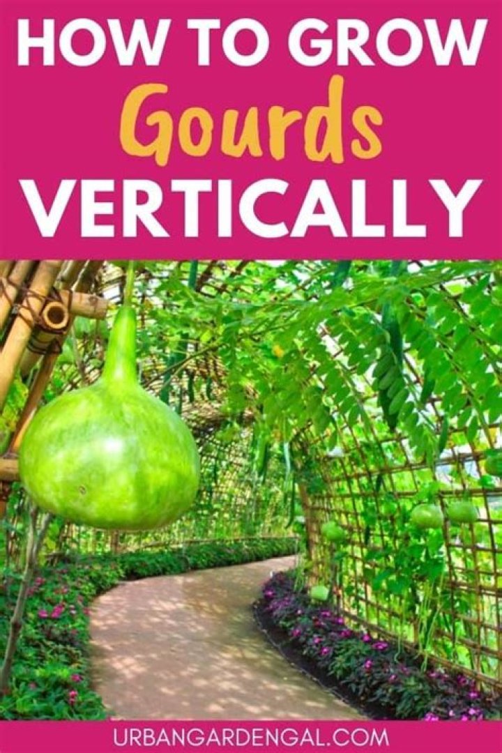 How do you grow gourds on a trellis