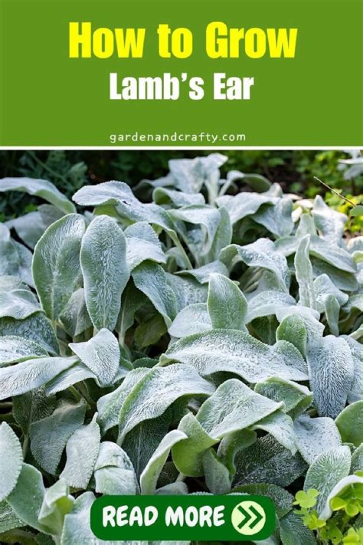 How do you grow lambs ear from seed