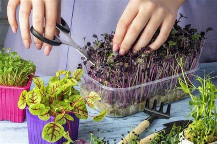 How do you grow microgreens and sprouts