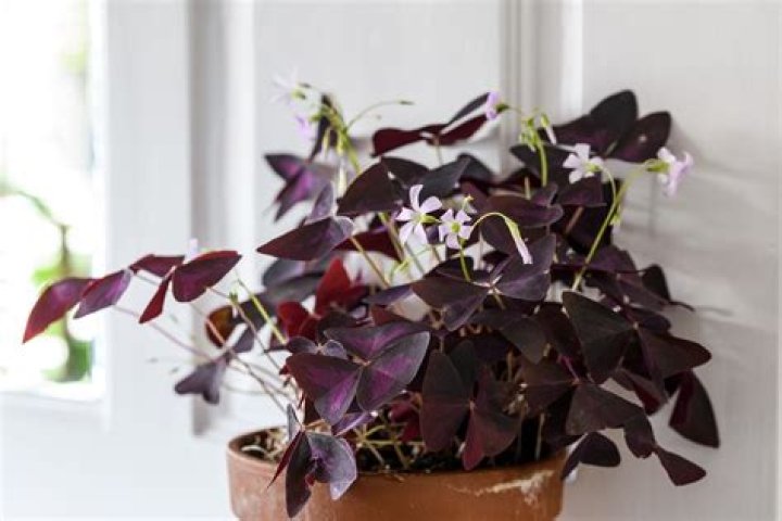 How do you grow Oxalis triangularis
