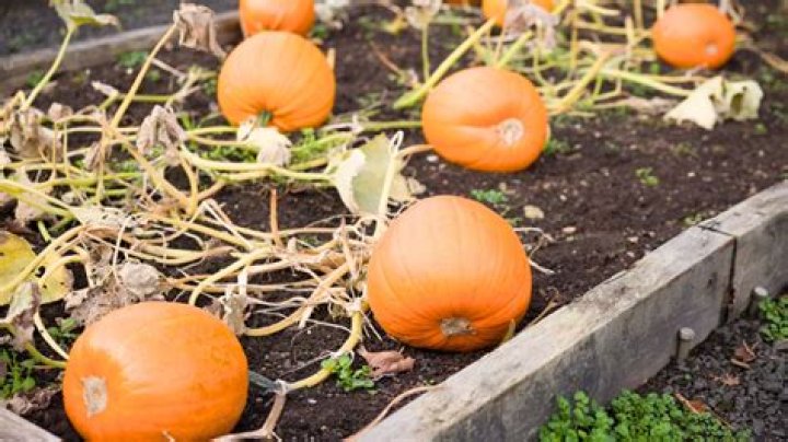 How do you grow pumpkins and squash