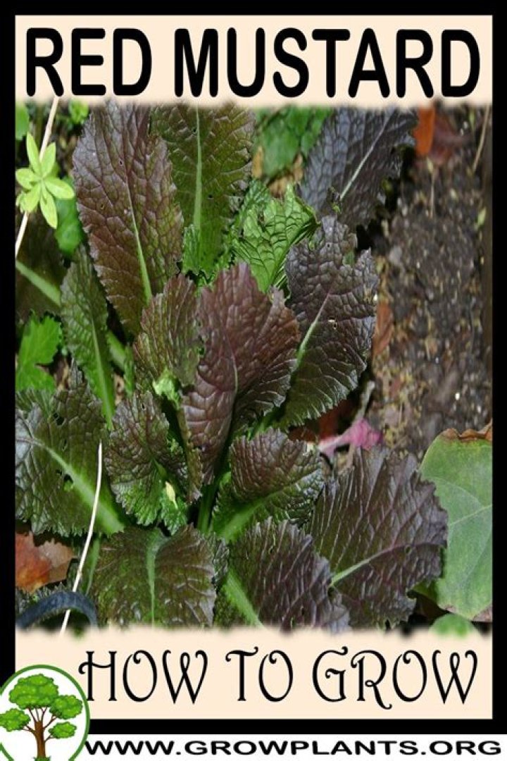 How do you grow red giant mustard