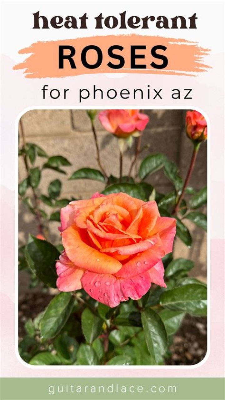How do you grow roses in Arizona