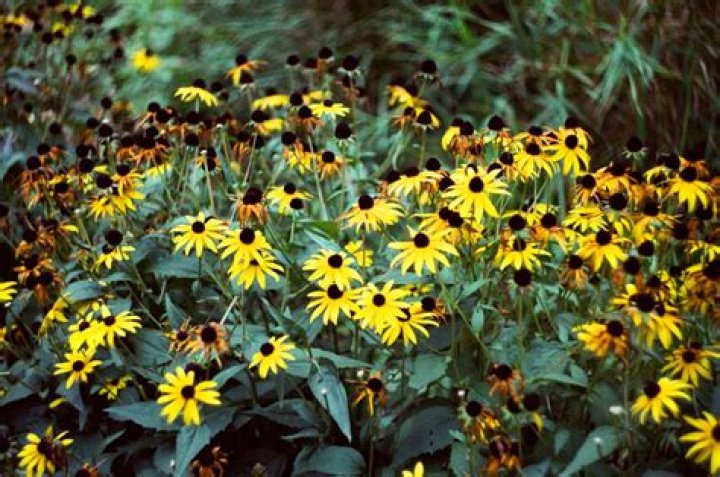 How do you grow Rudbeckia Fulgida