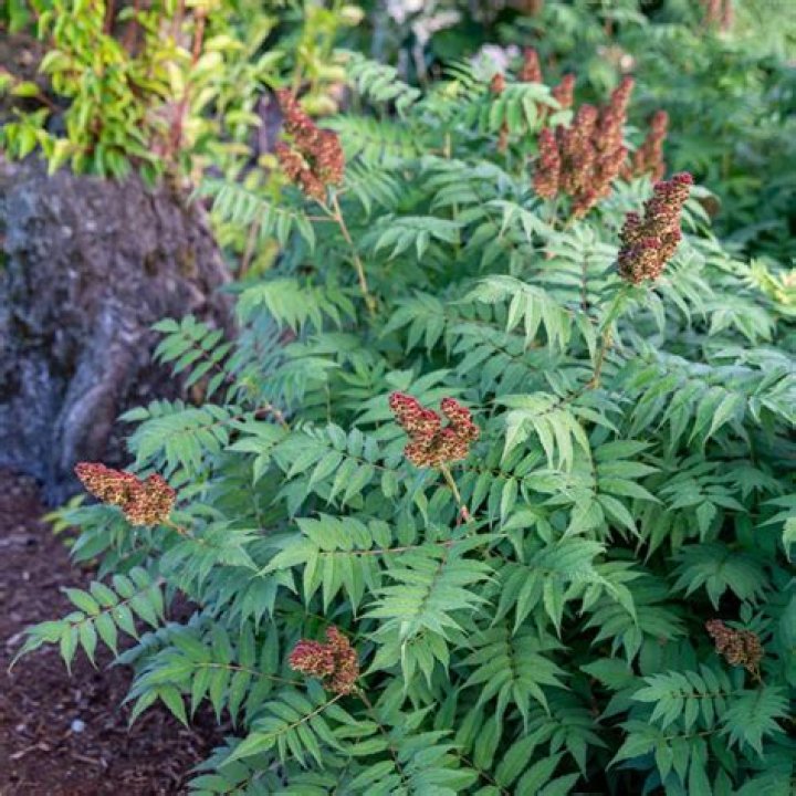 How do you grow Sorbaria