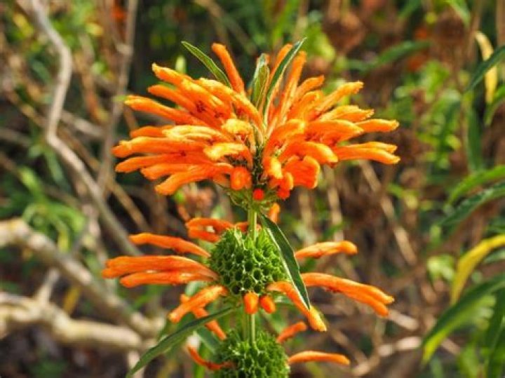 How do you grow wild dagga