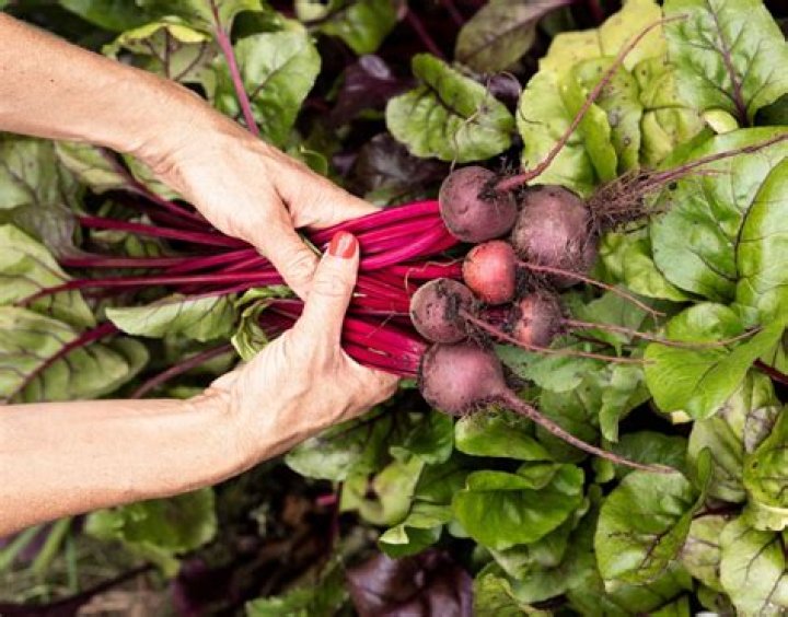 How do you harvest beetroot leaves