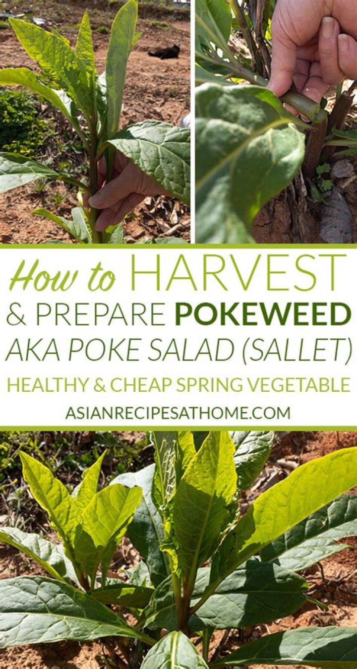 How do you harvest poke root