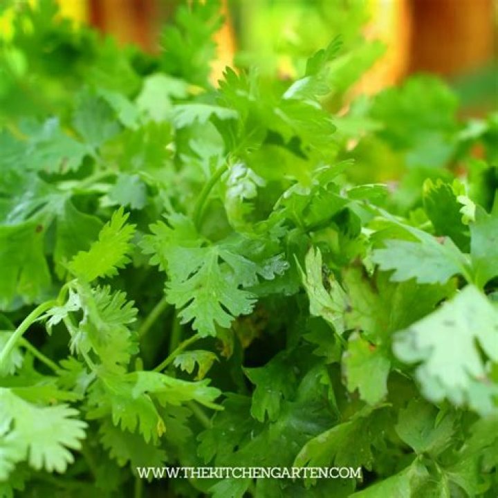 How do you harvest potted cilantro