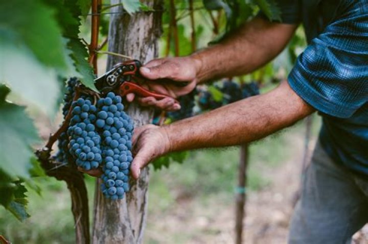 How do you harvest wine grapes