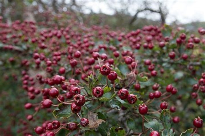 How do you identify a hawthorn berry tree