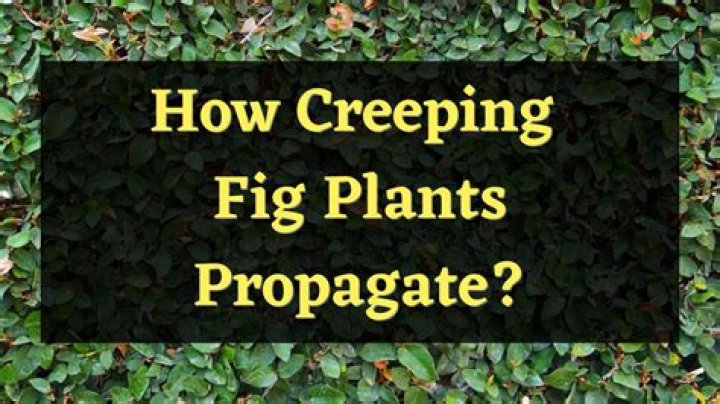 How do you keep creeping figs from spreading