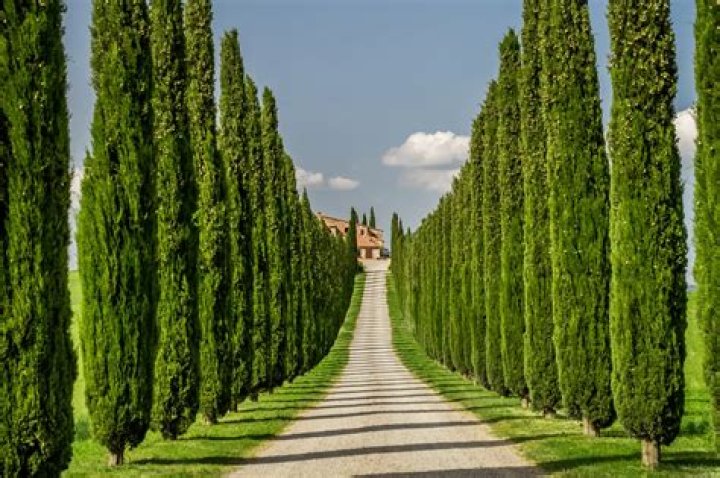 How do you keep Italian cypress