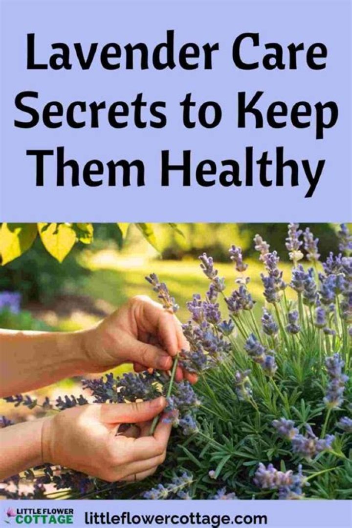 How do you keep lavender plant healthy