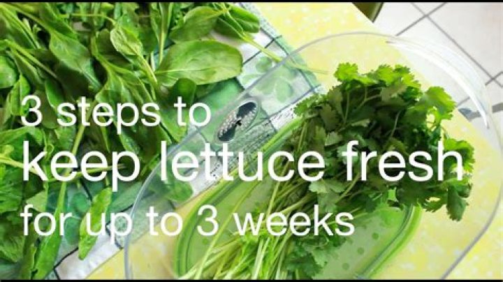 How do you keep lettuce fresh in a container