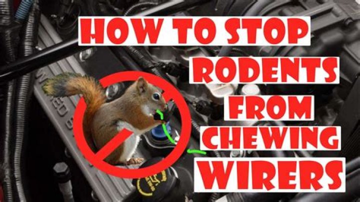 How do you keep squirrels from eating car wires