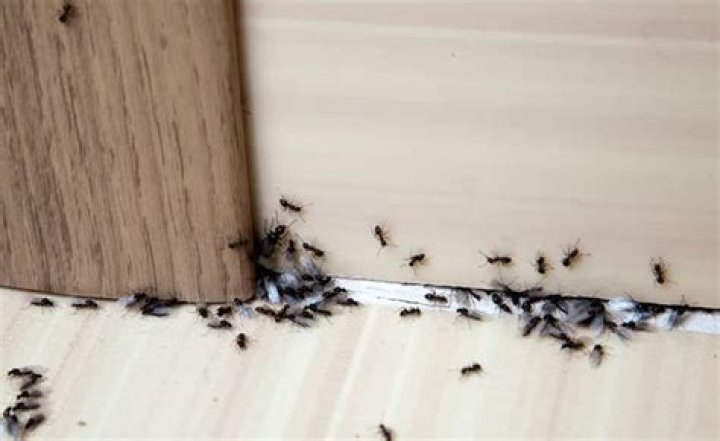 How do you kill a carpenter ant colony
