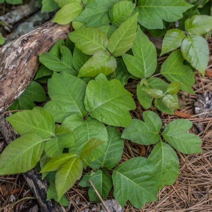How do you kill a large poison ivy vine
