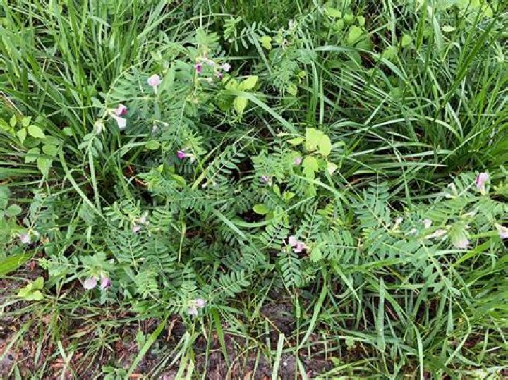 How do you kill hairy vetch