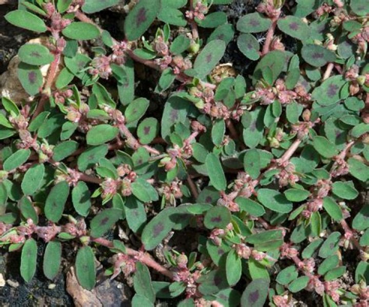 How do you kill leafy spurge
