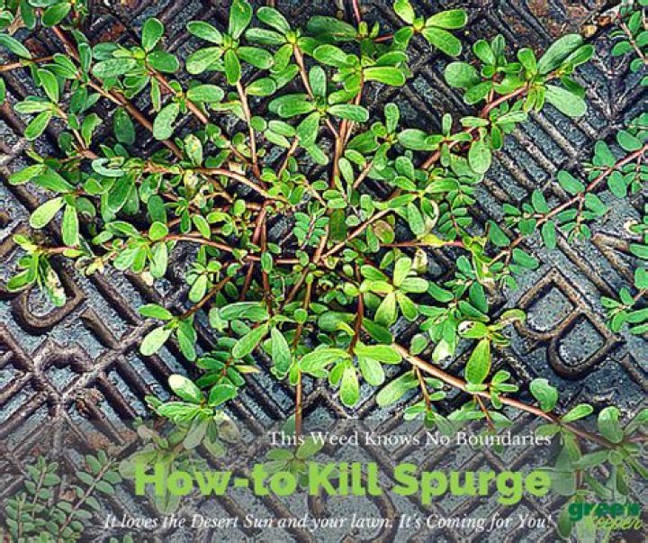 How do you kill spurge