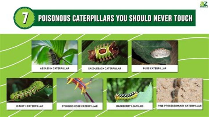 How do you kill the caterpillars in Mario
