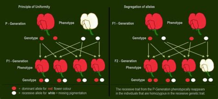 How do you know if you have dominant or recessive genes