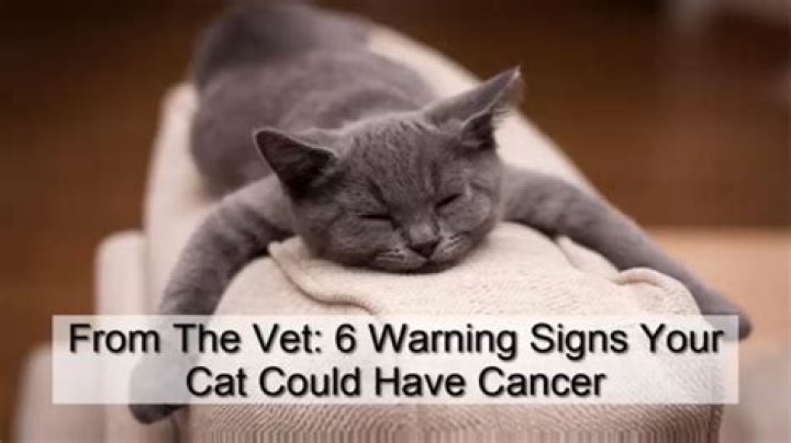 How do you know if your cat has cancer