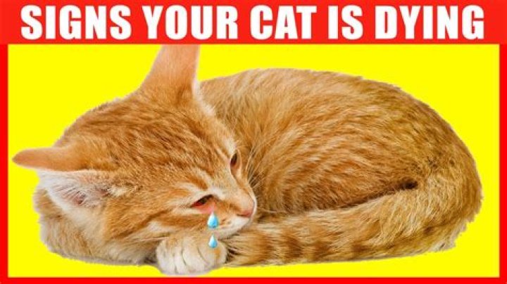 How do you know if your cat is going to attack you
