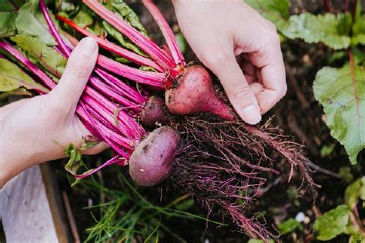 How do you know when to harvest beetroot