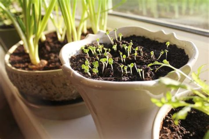 How do you know when to pick parsley