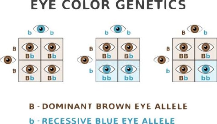 How do you know which is the dominant allele