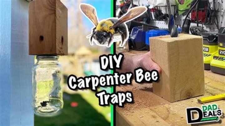How do you make a carpenter bee trap easy